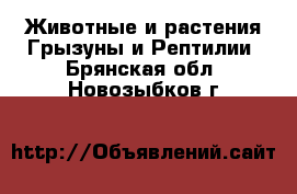 Животные и растения Грызуны и Рептилии. Брянская обл.,Новозыбков г.